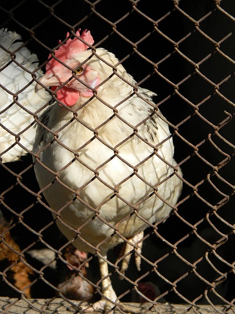 他经常为骑 他经常为骑