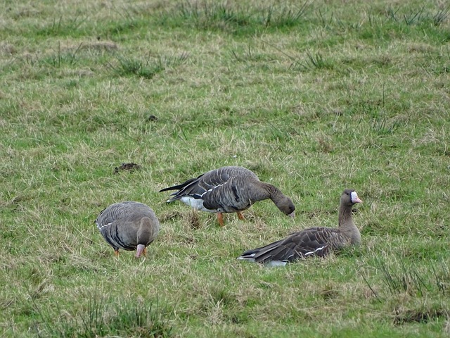 的重要因素 的重要因素